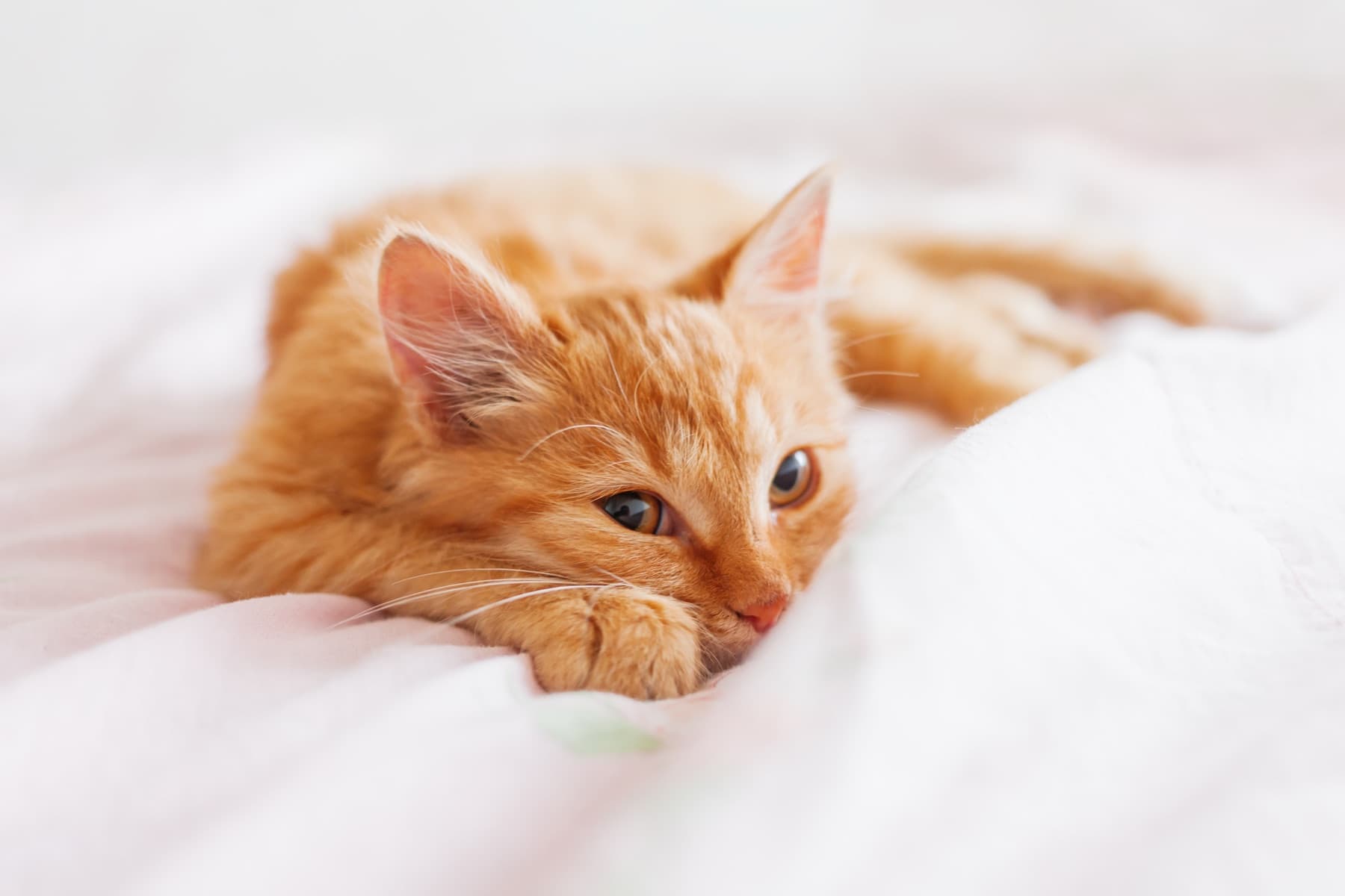 Cat with a pet memorial diamond