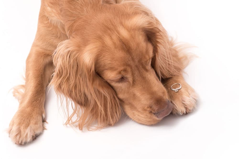 Golden retriever with a memorial diamond